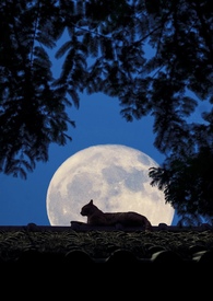 放慢月光(1v1 先婚后爱)